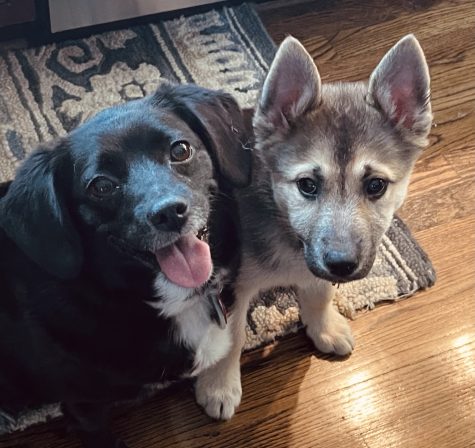 Two mutts: Lainey (left) is a Beagle—Maltese—Pomeranian mix and Heidi (right) is a German Shepherd—Husky—Australian Cattle Dog—Poodle—Chow Chow mix.