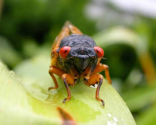 Brood X, a periodical cicada, comes out from underground every 17 years and can be seen in the billions.