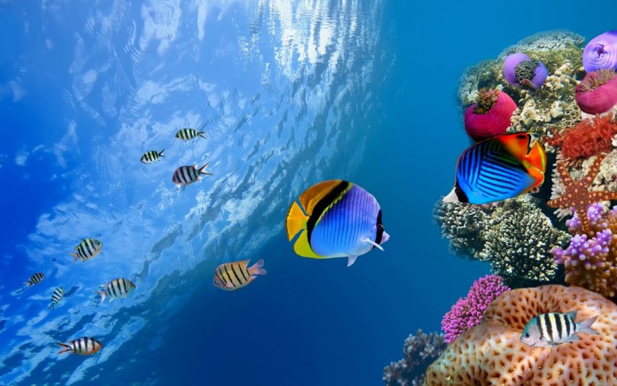 Marine biology is the study of aquatic animals. The club meets every other Wednesday during lunch in room 101.