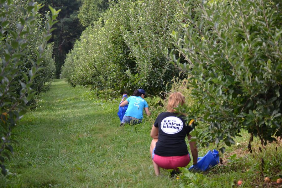 Orchardgoers collect excess apples for donation at Butlers Orchard.