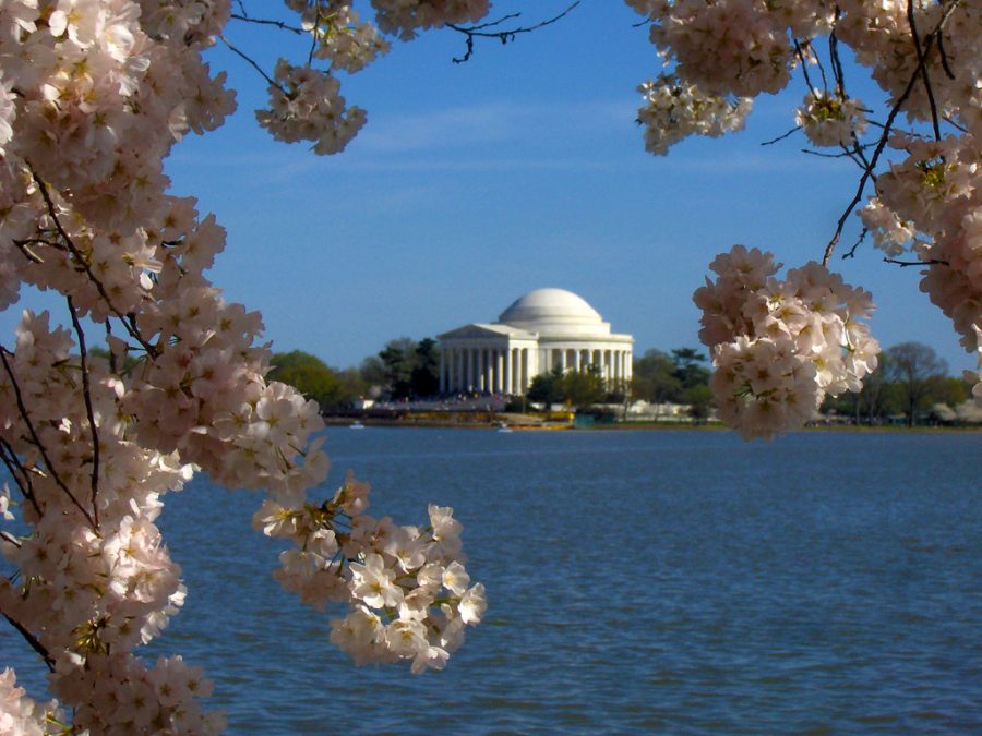 The+cherry+blossoms+bloom+in+Washington%2C+D.C.%2C+in+2019+near+the+Thomas+Jefferson+memorial.