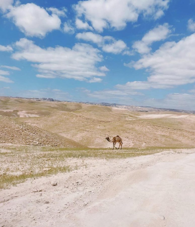 Freshman Bianca Diamond spends her spring break in Israel. She traveled to  places such as the Negev Desert where she saw camels.