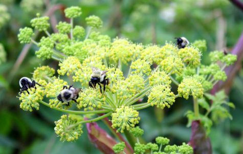 Four bees pollinate a flower on Sugarloaf Mountain. Pollen from the flower sticks onto their furry bodies and is then carried to another plant, fertilizing it and fostering biodiversity.