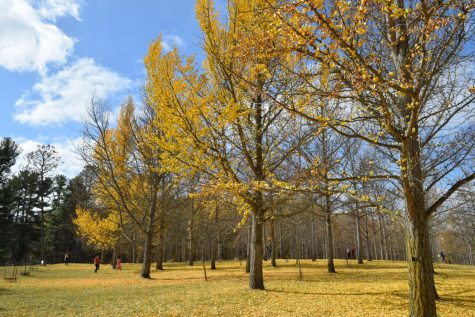 Vibrant yellow ginkgo leaves cover the ground at the Ginkgo Grove in Virginia.
