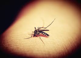 Malaria is a disease spread through mosquito bites and the intensity of the disease depends on the type of mosquito someone is bitten by.