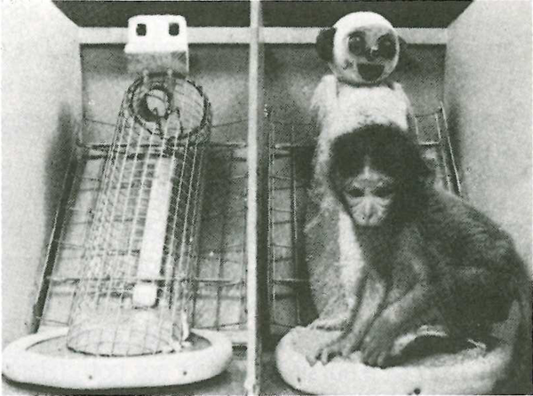 Harry Harlows experiments caused the suffering of hundreds of baby monkeys. In his study, he placed the monkeys in cages with a stand-in mother made of metal wire and another made of soft cloth. The wire mother had an attached baby bottle for food while the cloth mother had nothing, but it was found that the newborn monkeys would consistently choose the cloth mother over the wire mother.