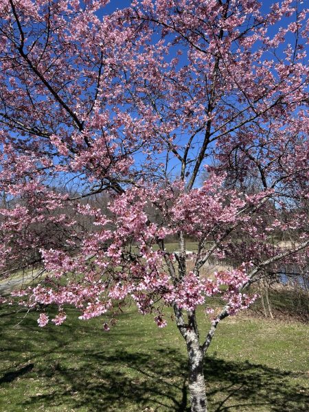 Cherry blossom trees in Rockville during peak bloom.