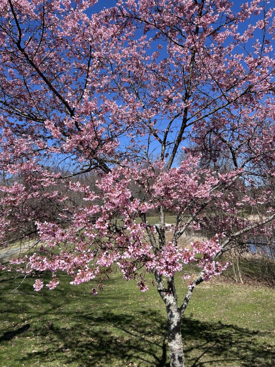 Cherry blossom trees in Rockville during peak bloom.
